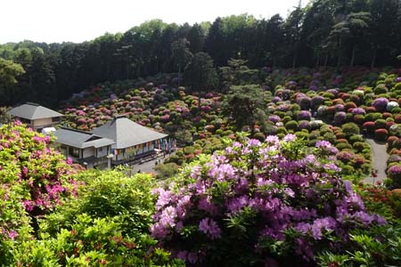 霞丘陵から塩船観音・咲き乱れるツツジ
