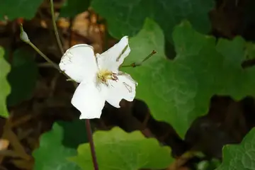 シラユキゲシ・藤沢えびねやまゆり園