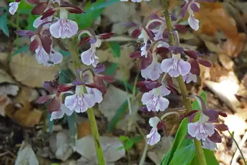 エビネ・藤沢えびねやまゆり園