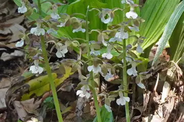 エビネ・藤沢えびねやまゆり園