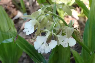 エビネ・藤沢えびねやまゆり園