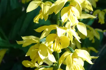 エビネ・藤沢えびねやまゆり園