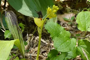 ガンセキラン・藤沢えびねやまゆり園