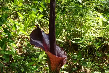 コンニャク・藤沢えびねやまゆり園