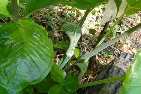 ムサシアブミ・藤沢えびねやまゆり園