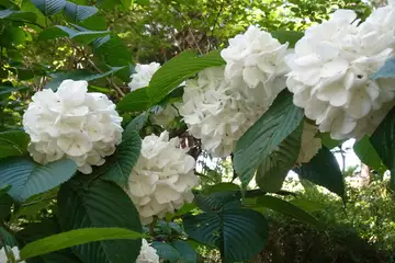 オオデマリ・藤沢えびねやまゆり園