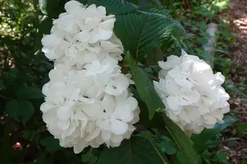 オオデマリ・藤沢えびねやまゆり園