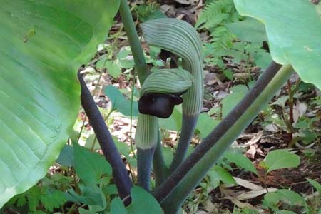 ムサシアブミ・藤沢えびねやまゆり園