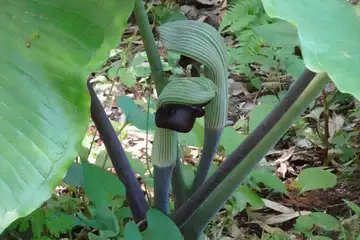 ムサシアブミ・藤沢えびねやまゆり園