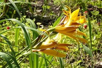 ニッコウキスゲ・藤沢えびねやまゆり園
