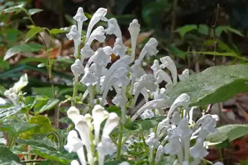 シロバナコバノタツナミソウ