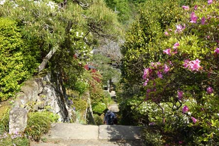 小鹿野町・法性寺の急な石段は花のトンネル