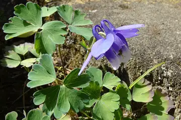 ミヤマオダマキ・秩父法性寺