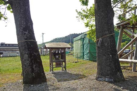 秩父市・吉田椋神社の夫婦杉