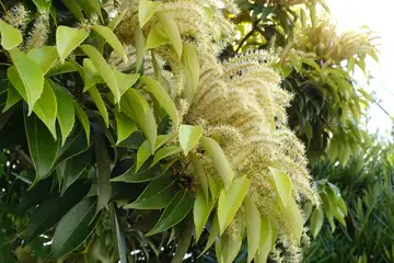 スダジイ・茅ヶ崎