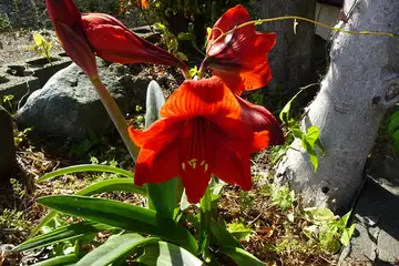 アマリリス・二宮町