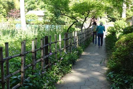 国分寺市・お鷹の道の遊歩道