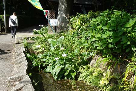 国分寺市・お鷹の道沿いに細い流れ