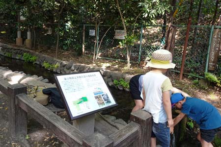 国分寺市・真姿の池の湧水