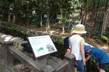 真姿の池の湧水