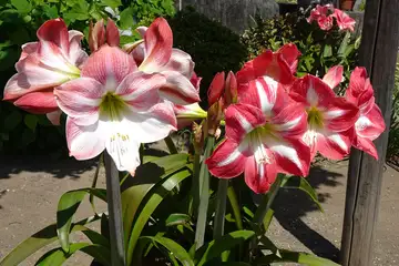 アマリリス・二宮町等学院