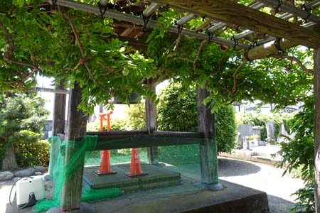 二宮町・藤巻寺の白フジは終わっています