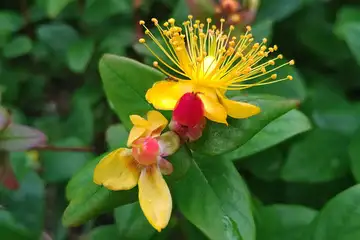 ヒペリカムアンドロサエマム・阿久和川
