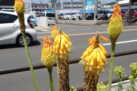 シャグマユリ・横浜市港北区