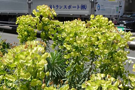 ユーフォルビアウルフェニー ・横浜市港北区
