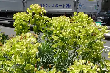 ユーフォルビアウルフェニー ・横浜市港北区