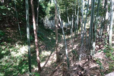 横浜市港北区・小机城の空堀が続きます