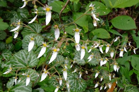 ユキノシタ・横浜自然観察の森