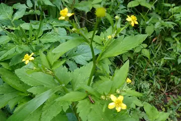 キツネノボタン・横浜自然観察の森