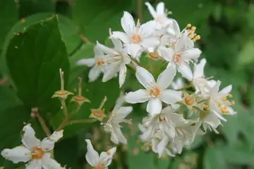 マルバウツギ・横浜自然観察の森