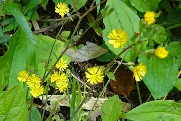 オニタビラコ・横浜自然観察の森