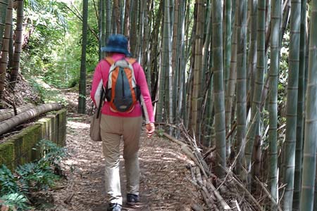 横浜自然観察の森から天園・天園茶屋のそばに竹林