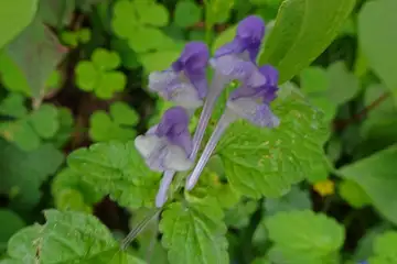 オカタツナミソウ・横浜自然観察の森