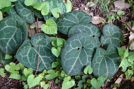 カンアオイ・横浜自然観察の森から天園