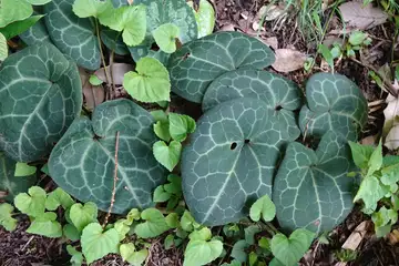 カンアオイ・横浜自然観察の森