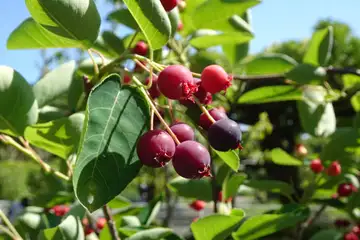 アメリカザイフリボク・大船フラワーセンター