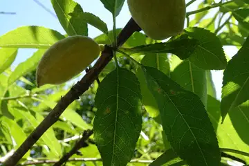 アーモンド・大船フラワーセンター