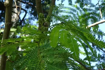 ネムノキ・大船フラワーセンター