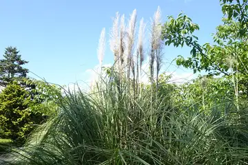 シロガネヨシ・大船フラワーセンター