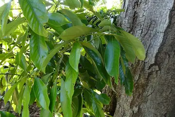 マテバシイ・大船フラワーセンター