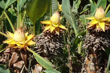 チュウキンレン・大船フラワーセンター