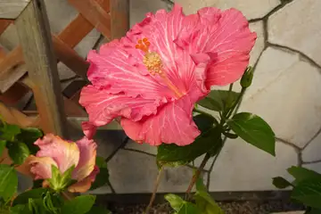ハイビスカス・大船フラワーセンター