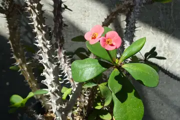 ハナキリン・大船フラワーセンター