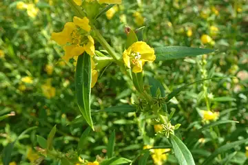 キバナミゾハギ・大船フラワーセンター