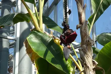 バナナ・大船フラワーセンター