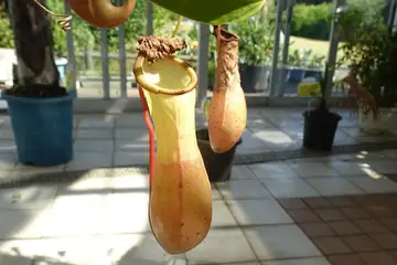ウツボカズラ・大船フラワーセンター